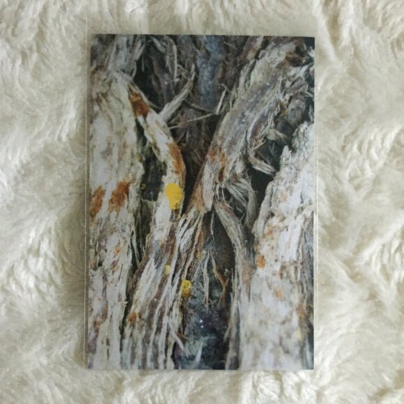 Four Canadian Winter Original Photographs Bark, Twigs, River - Picture 2 of 7